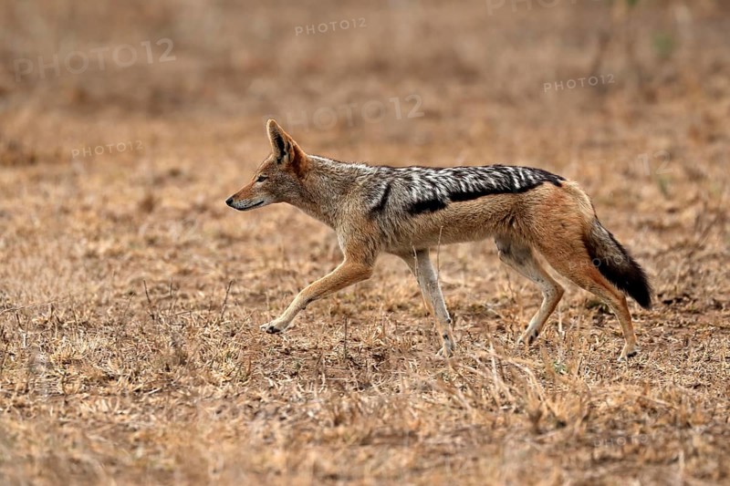 Black-backed jackal (Lupulella mesomelas), adult, alert, stalking, foraging, Kruger National Park, Kruger National Park, Kruger National Park South Africa