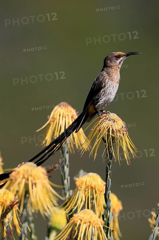 Cape Honeybird (Promerops cafer), adult, male, singing, on flower, Protea, Kirstenbosch Botanical Gardens, Cape Town, South Africa, Africa