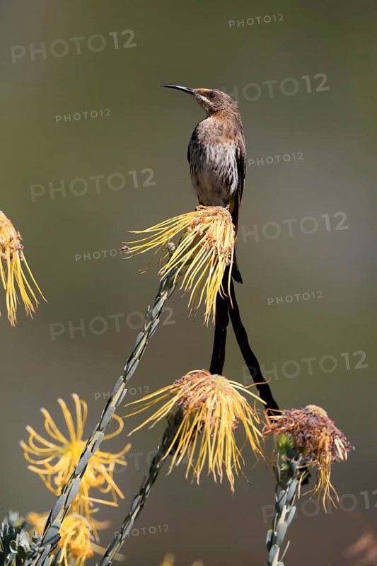 Cape Honeybird (Promerops cafer), adult, male, on flower, Protea, vigilant, Kirstenbosch Botanical Gardens, Cape Town, South Africa, Africa