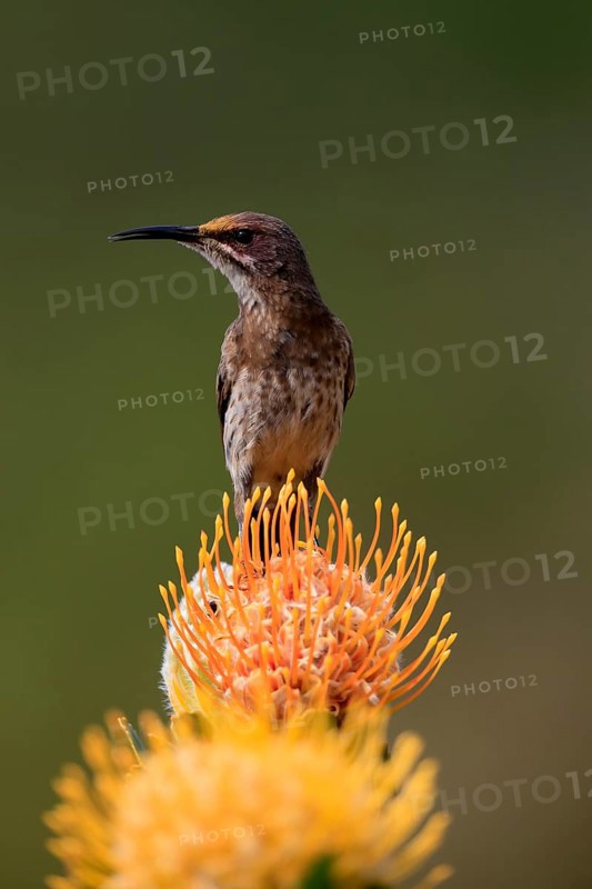 Cape Honeybird (Promerops cafer), adult, male, on flower, Protea, singing, Kirstenbosch Botanical Gardens, Cape Town, South Africa, Africa