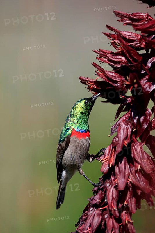 Cape Sunbird (Cinnyris chalybeus), adult, foraging, feeding, on giant honey flower (Melianthus major), Kirstenbosch Botanic Gardens, Cape Town, South Africa, Africa