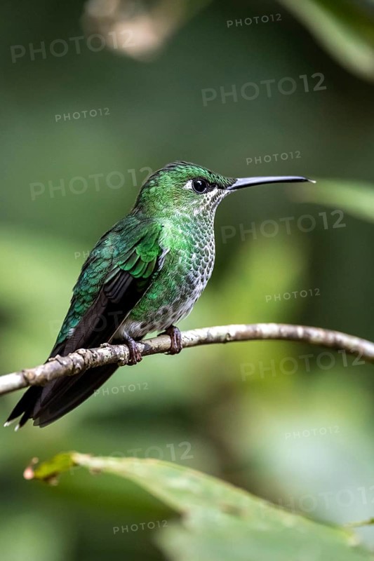 Green-crowned brilliant (Heliodoxa jacula), adult female sitting on a branch, Monteverde Cloud Forest, Monte Verde, Costa Rica, Central America