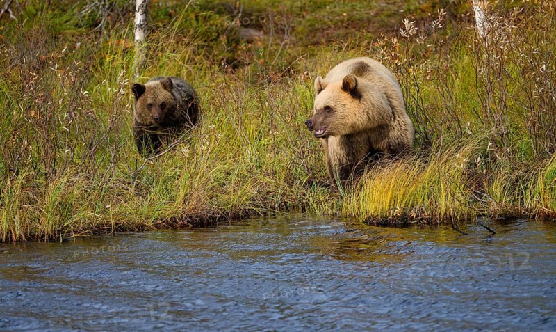 Female bear with cub (Ursus arctos), strikingly light-coloured fur, in tall grass by the water, autumn mood, Northern Finland, Finland, Europe