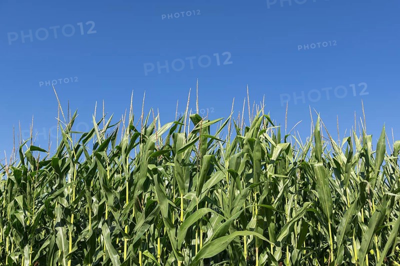 Symbolic image, renewable energies, maize plants, biogas plant, feed maize, detail, immature, Baden-Württemberg, Germany, Europe