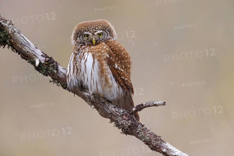 Pygmy owl (Glaucidium passerinum), Luce, Mountain area, Luce, Styria, Slovenia, Europe