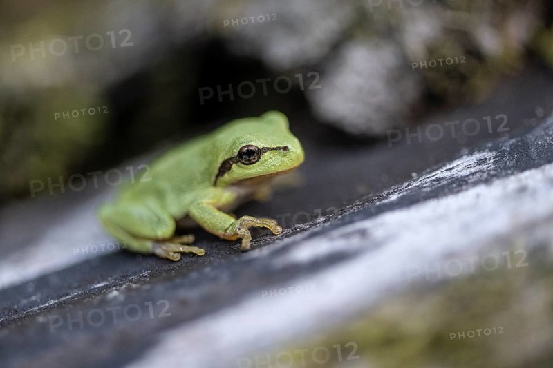 Tree frog (Hyla arborea), Lower Saxony, Germany, Europe