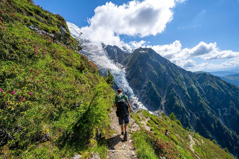 Mountaineer between alpine roses on a hiking trail, impressive mountain landscape with glacier, view of glacier Glacier de Taconnaz, hike La Jonction, Chamonix, Haute-Savoie, France, Europe