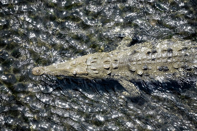 American crocodile (Crocodylus acutus) swimming in the water, from above, Rio Tarcoles, Carara National Park, Puntarenas Province, Costa Rica, Central America