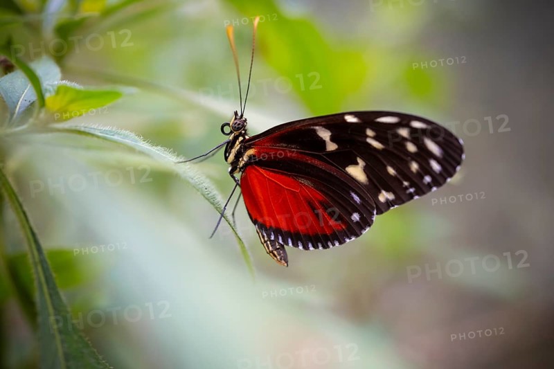 Tarricina half glasswing (Tithorea tarricina pinthias), red black butterfly sitting on a leaf, Alajuela province, Costa Rica, Central America