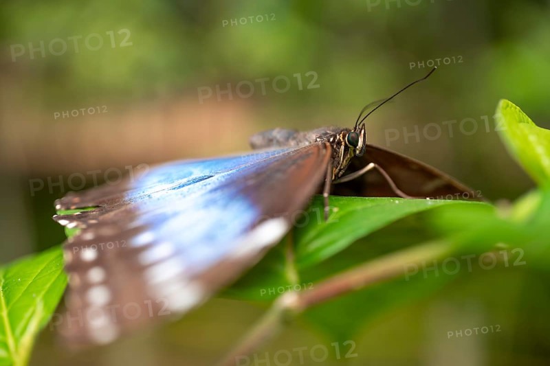 Morpho helenor, blue morpho butterfly sitting on a leaf, Alajuela province, Costa Rica, Central America
