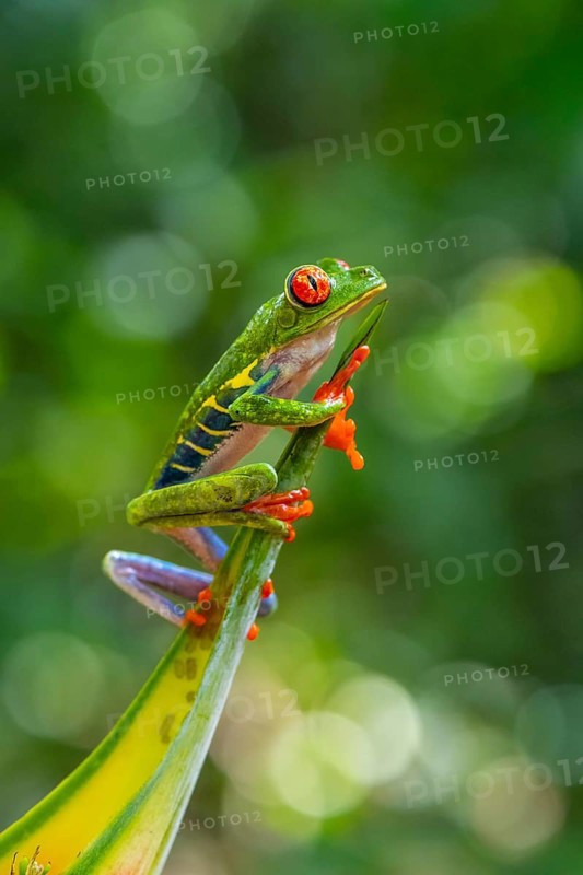 Red-eyed tree frog (Agalychnis callidryas), sitting on a leaf, Heredia province, Costa Rica, Central America