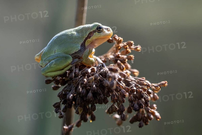 Tree frog (Hyla arborea), Lower Saxony, Germany, Europe