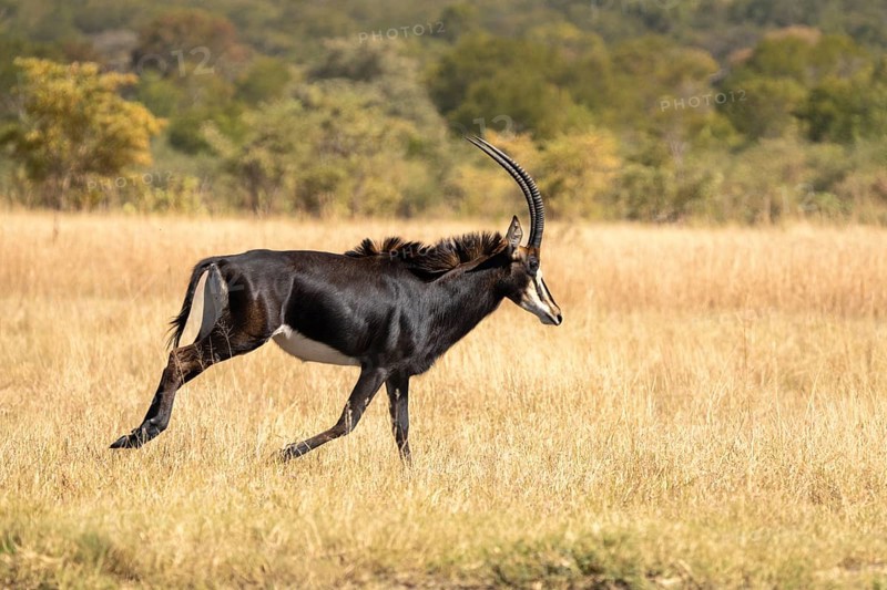 Sable Antelope (Hippotragus niger) running in the African savanna. Side view of the wild animal with large antlers. Hwange National Park, Zimbabwe, Africa
