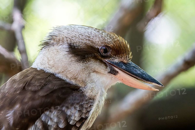 Laughing kookaburra (Dacelo novaeguineae), Aviario Nacional de Colombia, Via Baru, Province of Cartagena, Bolivar, Colombia, South America