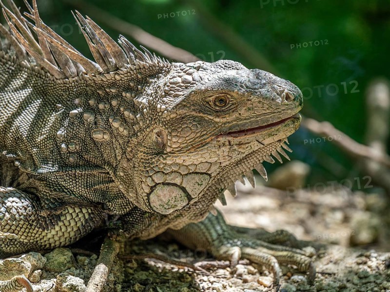 Green iguana (Iguana iguana), Aviario Nacional de Colombia, Via Baru, Province of Cartagena, Bolivar, Colombia, South America