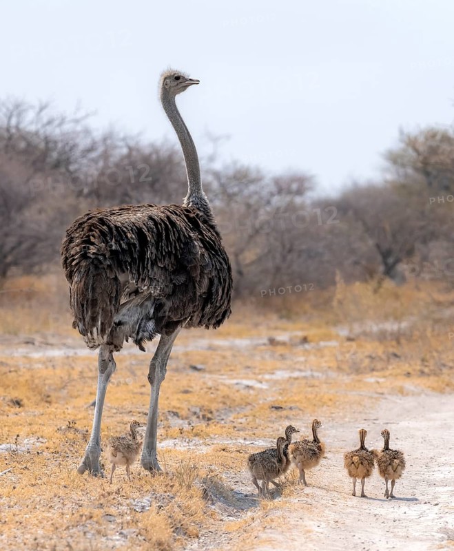 Common ostrich (Struthio camelus), adult female with young, chicks, animal family, African savannah, Nxai Pan National Park, Botswana, Africa