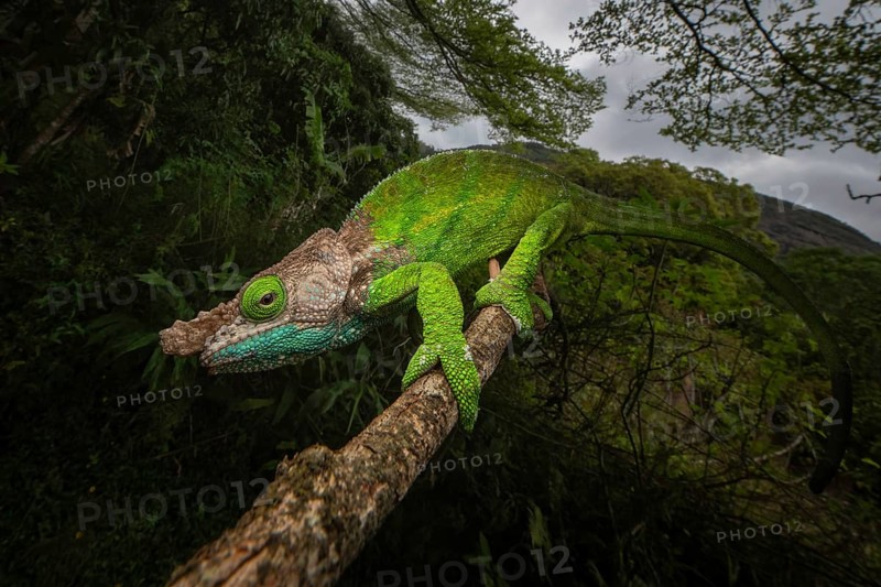 Oshaugnessi chameleon male (Calumma OPshaughnessyi) in the rainforests of Ranomafana National Park in south-east Madagascar