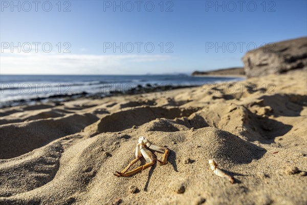 Close-up of shells on sandy beach with sea and sky in the background, Canary Islands, Lanzarote, Spain, Europe