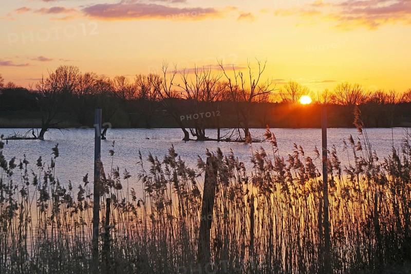The sun sets over a calm lake with reeds in the foreground, Gartower See, Gartow, Wendland, Lower Saxony, Germany, Europe