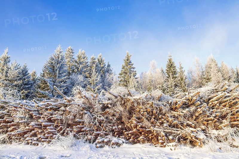 Timber pile by a snowy forest in the winter, Sweden, Europe