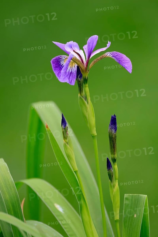 American marsh iris (Iris versicolor), flower, in bloom, at a pond, Ellerstadt, Germany, Europe