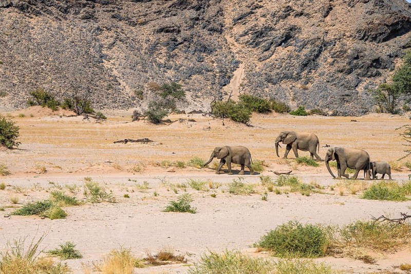 Desert elephants (Loxodonta africana) in the Huab dry river, Damaraland, Kunene region, Namibia, Africa