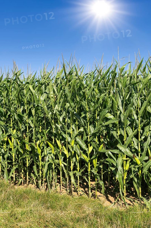 Symbolic image, renewable energies, maize plants, field, biogas plant, feed maize, immature, clouds, sun, Baden-Württemberg, Germany, Europe