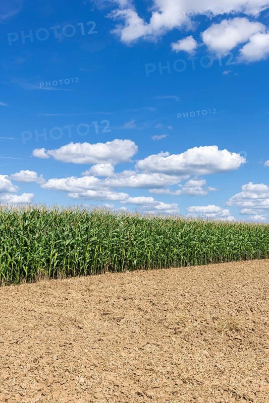 Symbolic image, renewable energies, maize plants, field, biogas plant, feed maize, immature, clouds, Baden-Württemberg, Germany, Europe
