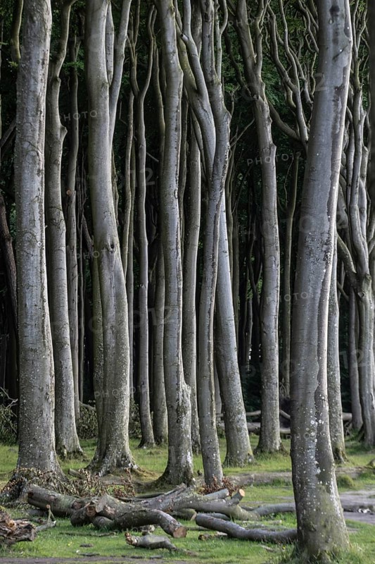 Beech forest (Fagus sylvatica), Ghost Forest Nienhagen, Mecklenburg-Western Pomerania, Germany, Europe