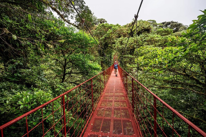 Red suspension bridge between the treetops in the rainforest, Monteverde cloud forest, Monte Verde, Puntarenas province, Costa Rica, Central America