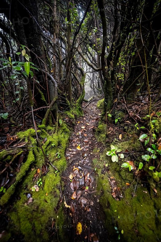 Narrow hiking trail through foggy rainforest, dense vegetation, Poás National Park, central highlands, Alajuela province, Costa Rica, Central America