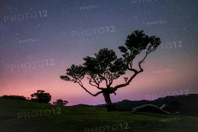 Centuries-old til trees in fantastic magical idyllic Fanal Laurisilva forest in night with starry sky. Madeira island, Portugal, Europe