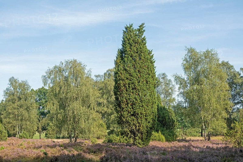 Heather blossom, juniper (Juniperus communis), near Wilsede, Bispingen, Lüneburg Heath, Lower Saxony, Germany, Europe