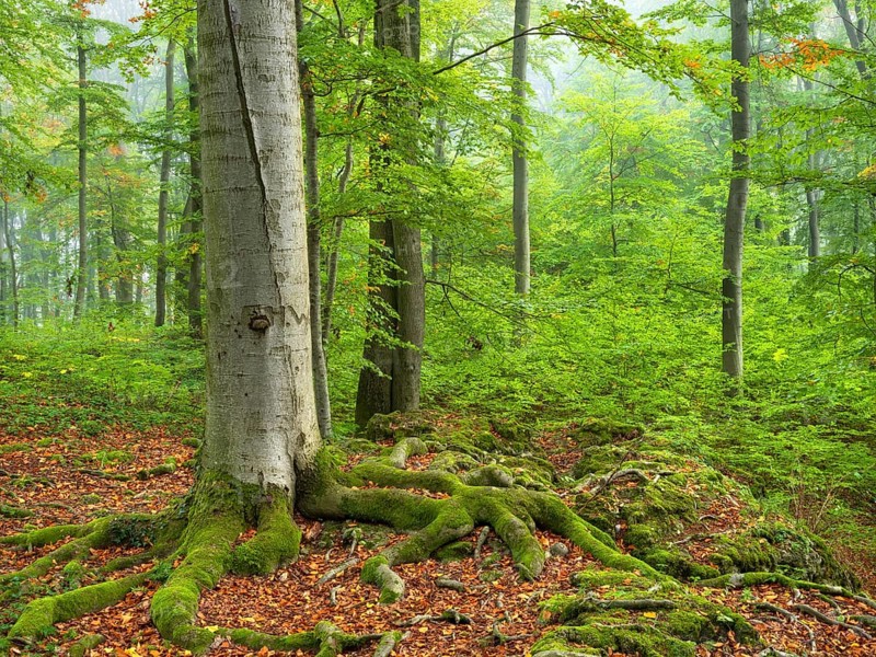 Near-natural beech forest with morning mist, old beech, roots covered with moss, Sanspareil rock garden in the Franconian Switzerland-Veldenstein Forest nature park Park, landscape park, Wonsees, Upper Franconia, Franconian Switzerland, Bavaria