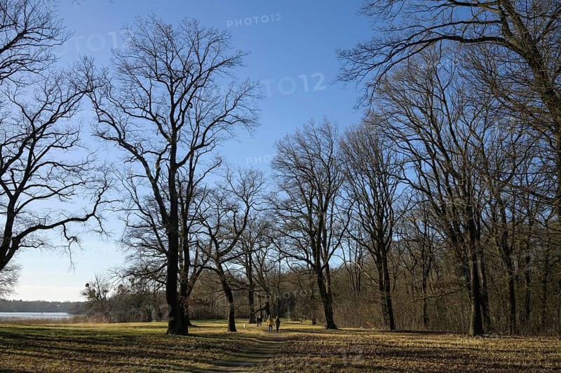 Trees in Sacrow Castle Park, Potsdam, Brandenburg, Germany, Europe