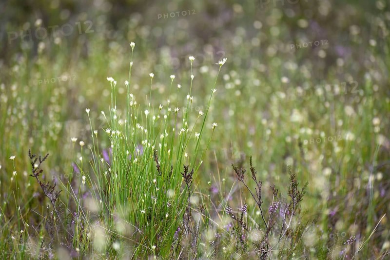 Grasses in the Pechschnait raised bog near Traunstein, Upper Bavaria, Germany, Europe