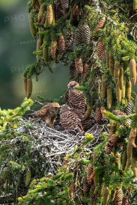 Common kestrel (Falco tinnunculus), female adult bird feeding young birds not yet ready to fly in the nest, Rhineland-Palatinate, Germany, Europe