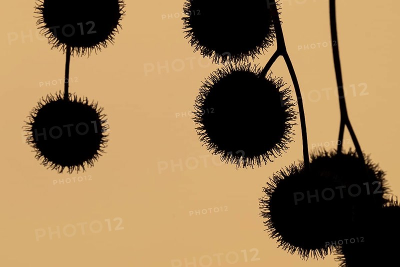 Plane tree, Oriental plane (Platanus orientalis), close-up of fruits against the light, silhouette, Rosensteinpark, Stuttgart, Baden-Württemberg, Germany, Europe