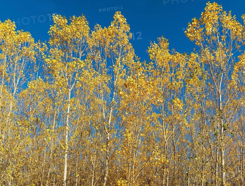 European Aspen (Populus tremula) in autumnal colours. Cultivated for timber. Drone shot. Granada province, Andalusia, Spain, Europe
