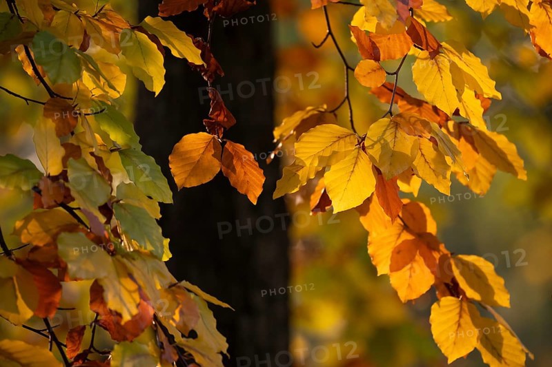 Autumn coloured leaves against the light, Rosensteinpark, Stuttgart, Baden-Württemberg, Germany, Europe