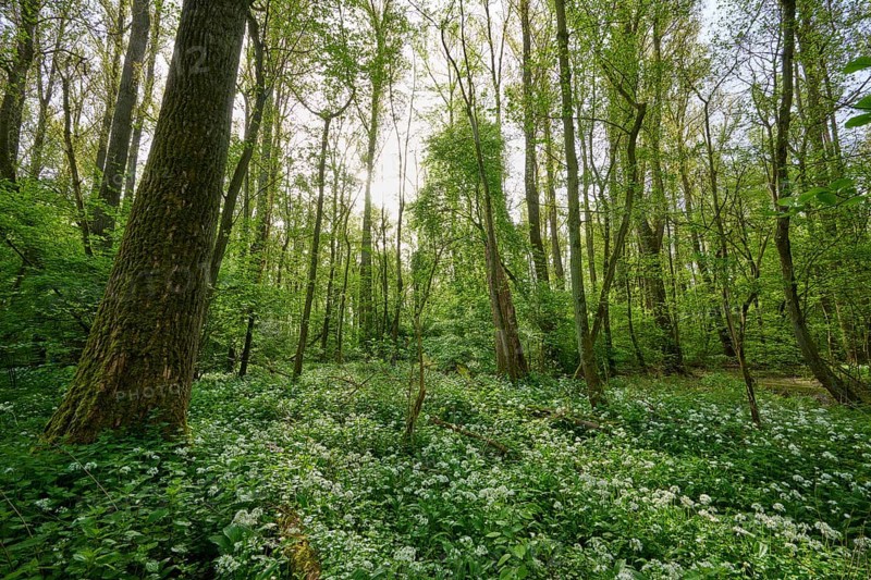 Light-flooded forest with green leaves and blooming wild garlic on the forest floor in spring, Kinzigaue, Erlensee, Hanau, Hesse, Germany, Europe