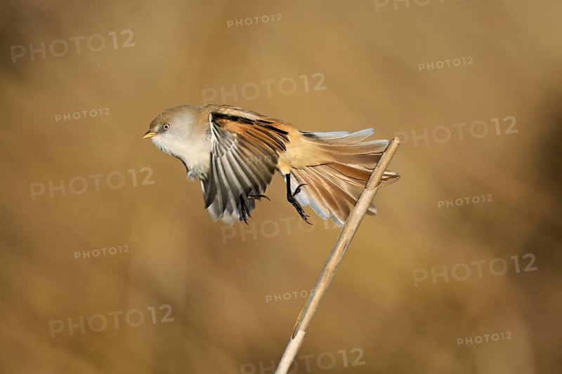 Bearded Tit (Panurus biarmicus), female taking off from reeds, Klingnauer Stausee, Canton Aargau, Switzerland, Europe