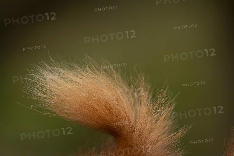 Red squirrel (Sciurus vulgaris) adult animal close up of its bushy fur tail, Yorkshire, England, United Kingdom, Europe