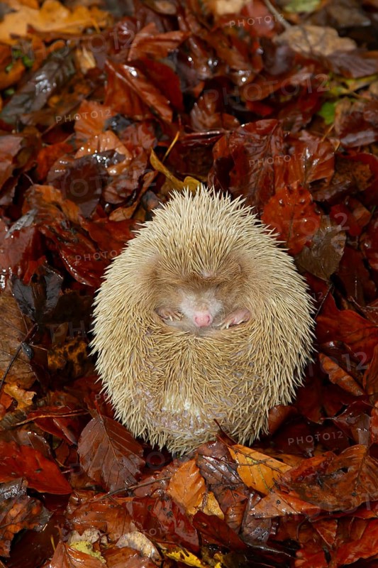 European hedgehog (Erinaceus europaeus) adult white or albino animal on fallen autumn leaves in a garden, Suffolk, England, United Kingdom, Europe