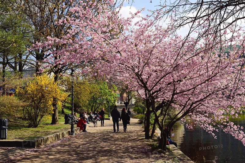 Hamburg, Alster, Frühling, Japanische Blütenkirsche