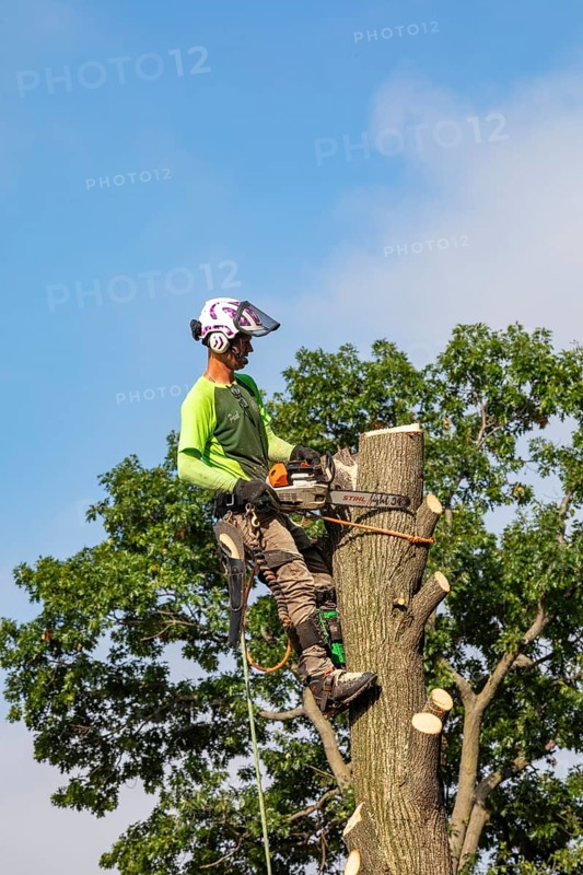 Detroit, Michigan, A worker for a tree removal service cuts down a dead tree