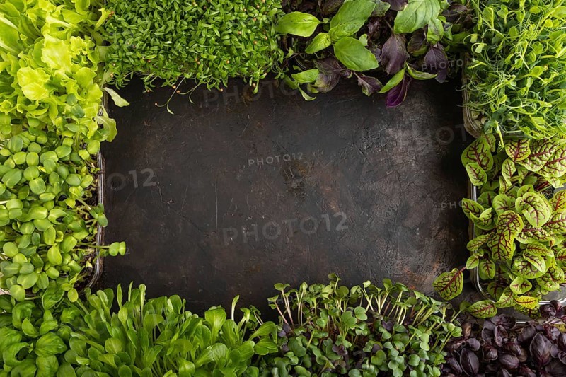Set of boxes with microgreen sprouts of purple and green basil, sunflower, radish, sorrel, pea, lettuce. Top view, flat lay, frame, copy space