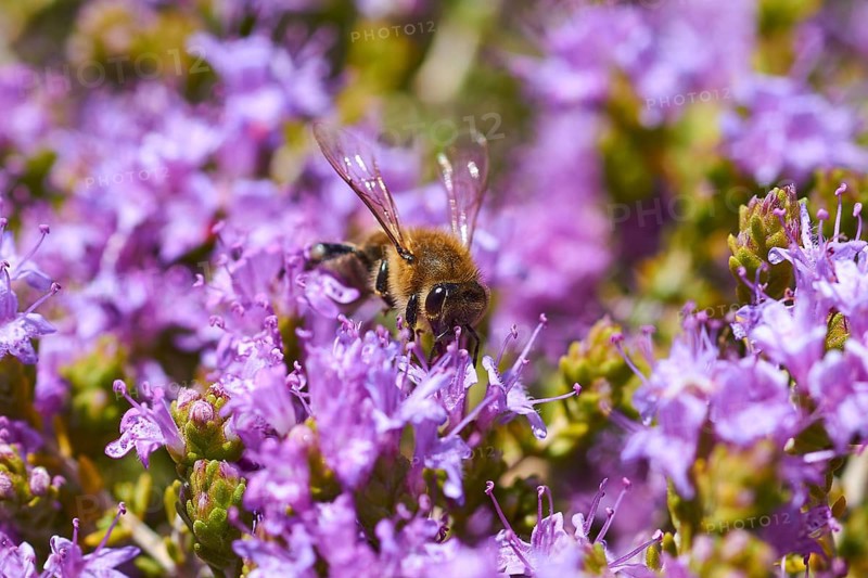 Kallikratis Gorge, close-up of a bee collecting pollen on purple flowers, near Askifou, Sfakia, West Crete, Crete, Greece, Europe