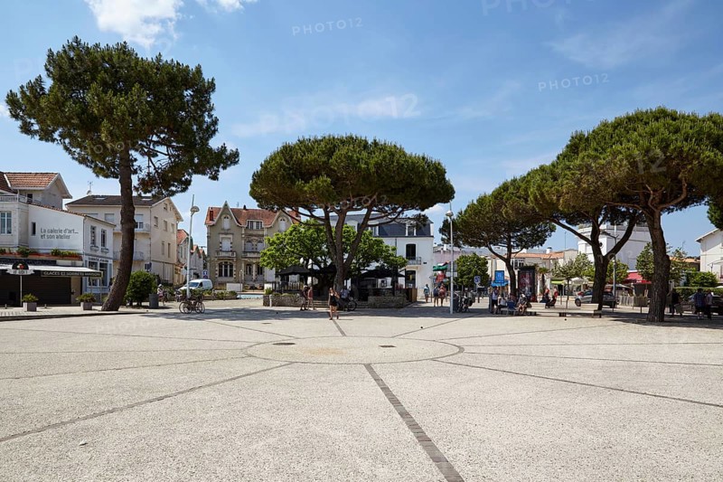 Pine trees (Pinus) on a square in Saint-Palais-sur-Mer, Département Charente-Maritime, Nouvelle-Aquitaine, France, Europe