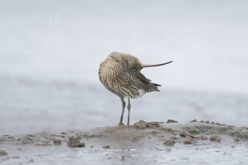 Eurasian curlew (Numenius arquata) adult bird preening itself on a mudflat, England, United Kingdom, Europe